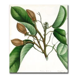 Forgotten Masters Exhibition Catalogue 13 Forgotten Masters Exhibition Catalogue -Boutique De Cadeaux FMCatonline4