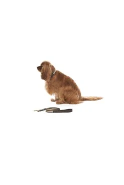 Mungo & Maud Faithful Friend Dog Lead -Boutique De Cadeaux LEW34567890 189
