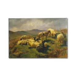 Sheep In The Highlands Magnet