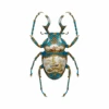 Sèvres Goliathus Scarabaeidae - By Magnus Gjoen -Boutique De Cadeaux Untitled