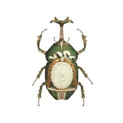 Sèvres Eudicella Gralli - By Magnus Gjoen